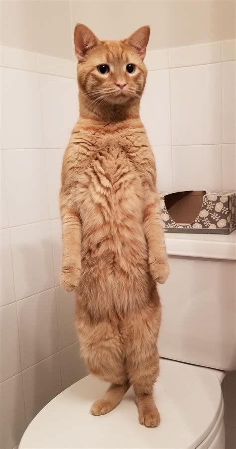 orange cat standing up